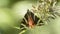 Jersey Tiger, butterfly on flower