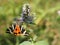 The Jersey tiger Euplagia quadripunctaria a day -flying moth of the family Erebidae