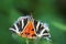Jersey Tiger moth Euplagia quadripunctari
