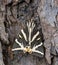 Jersey Tiger Moth - Euplagia quadripunctaria