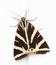 Jersey tiger moth Euplagia quadripunctaria