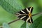 Jersey Tiger moth - Euplagia quadripunctaria