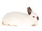 Jersey Wooly Ruby-Eyed White rabbit, on white back