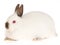 Jersey Wooly Ruby-Eyed White rabbit, on white back