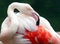 Jersey Zoo - Greater Flamingo preening wing feathers