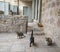 Jerusalem Alley Cats