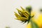 The Jerusalem artichoke, also called sunroot, sunchoke, wild sunflower, topinambur, or earth apple flower