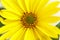 The Jerusalem artichoke, also called sunroot, sunchoke, wild sunflower, topinambur, or earth apple flower