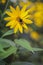 Jerusalem artichoke - bumblebee