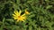 Jerusalem artichoke flower