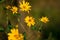 Jerusalem artichoke Flower, beautiul yellow flowers