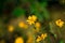 Jerusalem artichoke Flower, beautiul yellow flowers