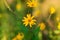 Jerusalem artichoke Flower, beautiul yellow flowers