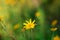 Jerusalem artichoke Flower, beautiul yellow flowers