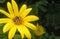 Jerusalem artichoke flower. Yellow flower close-up with a bumblebee insect in the center of an inflorescence. Summer, nature,