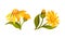 Jerusalem artichoke flowers. Beautiful blooming flowers of sunroot, sunchoke or topinambour cartoon vector illustration