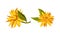 Jerusalem artichoke flowers. Yellow blooming flowers of sunroot, sunchoke or topinambour cartoon vector illustration