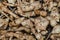 Jerusalem artichoke or ground pear Helianthus tuberosus, fresh root vegetables, tubers lie on a wooden table.Healthy diet food f