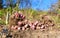 The Jerusalem artichoke harvest