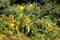 Jerusalem artichoke or Helianthus tuberosus perennial sunflower plant with bright yellow open flowers and dark green leaves