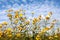 Jerusalem artichoke or Helianthus tuberosus sunflower plants with multiple bright yellow fully open blooming flowers pointing