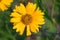 Jerusalem artichoke, Helianthus tuberosus, sunroot, sunchoke, earth apple yellow flowers