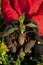 Jerusalem artichoke plant in the hand