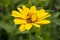 Jerusalem artichoke with pollinating insect