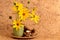 Jerusalem artichoke or sunchoke, heads and flowers