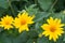 Jerusalem artichoke, sunroot, sunchoke yellow flowers