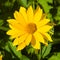 Jerusalem Artichoke, Sunroot, Topinambour, Earth Apple or Helianthus tuberosus yellow flower close-up, selective focus