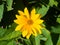 Jerusalem Artichoke, Sunroot, Topinambour, Earth Apple or Helianthus tuberosus yellow flower close-up, selective focus