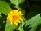 Jerusalem Artichoke, Sunroot, Topinambour, Earth Apple or Helianthus tuberosus yellow flower close-up, selective focus