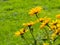 Jerusalem Artichoke, Sunroot, Topinambour, Earth Apple or Helianthus tuberosus yellow flowers backlighted