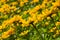 Jerusalem Artichoke, Sunroot, Topinambour, Earth Apple or Helianthus tuberosus yellow flowers backlighted