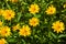 Jerusalem Artichoke, Sunroot, Topinambour, Earth Apple or Helianthus tuberosus yellow flowers close-up