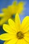 Jerusalem artichoke, topinambour flower detail