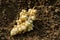 Jerusalem artichoke tubers, topinambur roots on garden soil