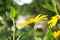 Jerusalem artichoke. Yellow flowers