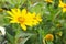 Jerusalem artichoke. Yellow flowers