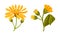 Jerusalem artichoke yellow flowers and buds. Yellow blooming flowers of sunroot, sunchoke or topinambour cartoon vector