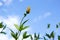 Jerusalem artichoke. Yellow topinambur flowers