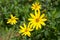 Jerusalem artichoke. Yellow topinambur flowers