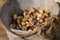 Jerusalem artichokes stored in vintage zinc bucket