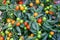 Jerusalem cherry Solanum pseudocapsicum, or winter cherry plants, ornamental plant. Nightshade plant with red and orange fruits