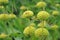 Jerusalem sage after bloom