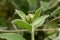 Jerusalem sage Phlomis fruticosa, a bud and grey-green leaves