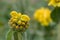 Jerusalem sage Phlomis fruticosa, budding golden yellow flowers