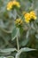 Jerusalem sage Phlomis fruticosa, budding yellow flowers