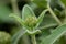 Jerusalem sage Phlomis fruticosa, buds and grey-green leaves